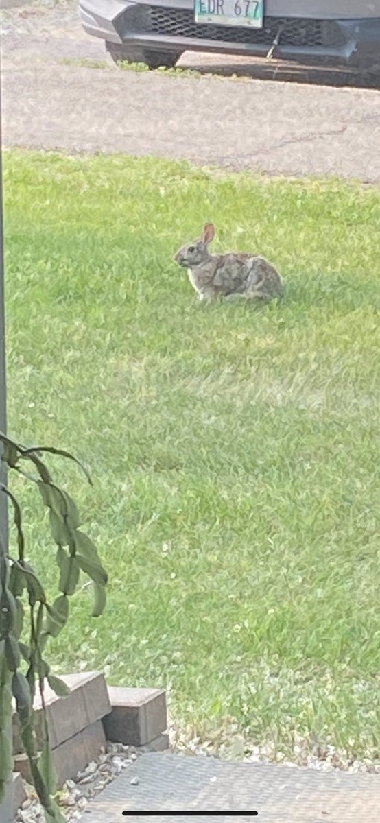 YumYumWpg's tweet photo. HAREy!!! 🐰🥕…My Mom’s little visitor is back for another year!! He’s fattened up a little over the winter (haven’t we all?) lol 😂 Welcome Back HAREy! #WildsOfCharleswood #Winnipeg #HAREy https://t.co/6P94w0VLNa