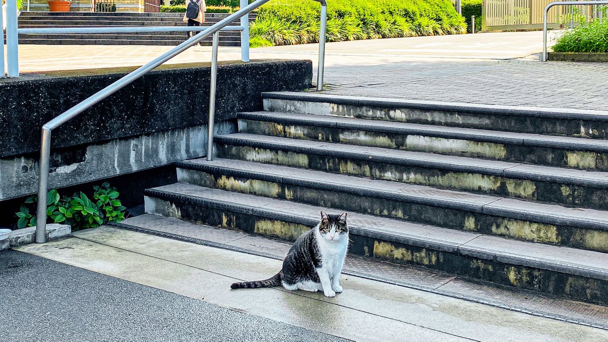 shibaura_system's tweet photo. キャンパスに到着したら、かわいいネコがお出迎えしてくれました!😺💕
気温が上がってきて、少し暑い予感がしますね☀️💦
元気な一日を過ごしましょう🌞💪
#芝浦工業大学 #大宮キャンパス #キャンパスライフ #暑さ対策 #CampusCats #RefreshTime #CampusLife https://t.co/vMWqJ2dpME