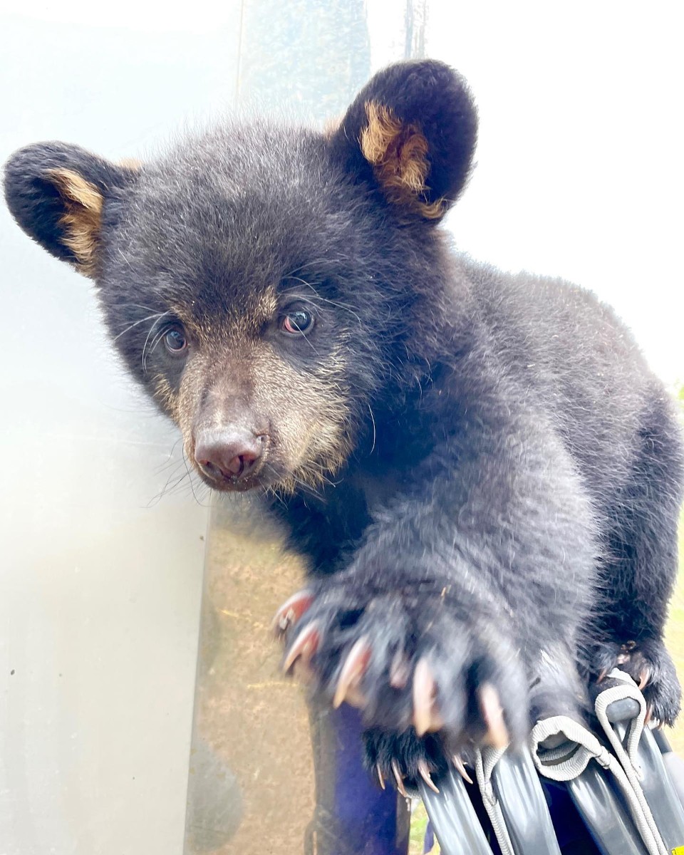 Wanna hold paws? 🐻🤩💚💛