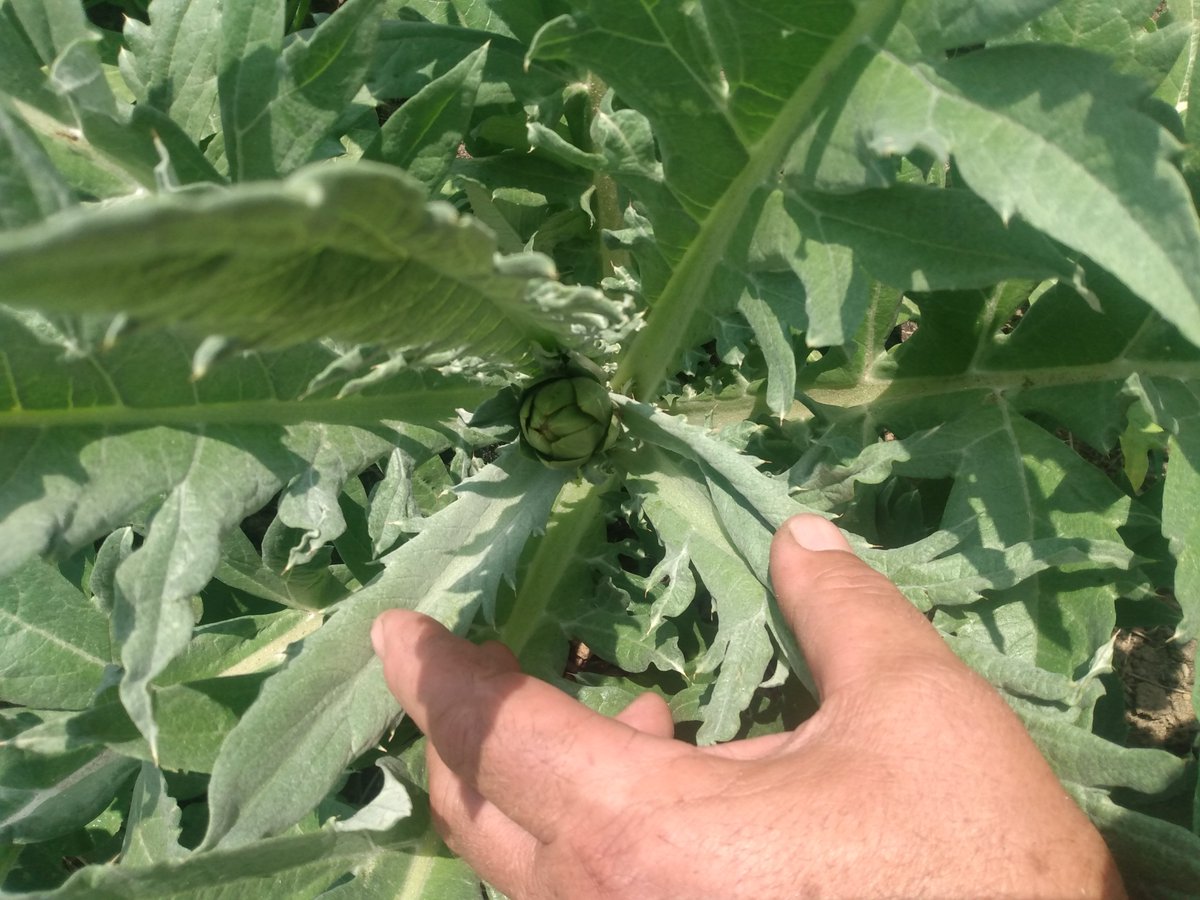 First globe artichoke of the year has begun to form!