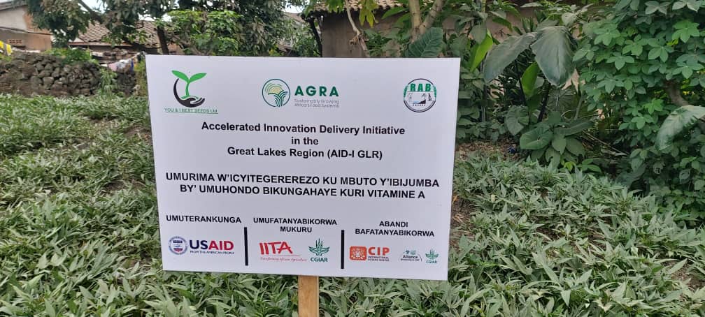 ndirigwe (@ndirigwe) on Twitter photo Thanks @CipotatoRw for Strengthening Sweetpotato DVMs & Up-scaling Innovations <a href="/AGRA_Africa/">AGRA - Sustainably Growing Africa’s Food Systems.</a> with high yielding OFSP varieties <a href="/oursweetpotato/">sweetpotatoknowledge</a> <a href="/RwandaAgriBoard/">Rwanda Agriculture & Animal Resources Devpt Board</a> <a href="/IITARWANDA/">IITA Rwanda</a> <a href="/USAIDRwanda/">USAID Rwanda</a> <a href="/IkijumbaCoffee/">IKIJUMBA ONE STOP SHOP</a> <a href="/ImbaragaO/">Rwanda Farmers Organization "IMBARAGA "</a> Thanks @CipotatoRw for Strengthening Sweetpotato DVMs & Up-scaling Innovations <a href="/AGRA_Africa/">AGRA - Sustainably Growing Africa’s Food Systems.</a> with high yielding OFSP varieties <a href="/oursweetpotato/">sweetpotatoknowledge</a> <a href="/RwandaAgriBoard/">Rwanda Agriculture & Animal Resources Devpt Board</a> <a href="/IITARWANDA/">IITA Rwanda</a> <a href="/USAIDRwanda/">USAID Rwanda</a> <a href="/IkijumbaCoffee/">IKIJUMBA ONE STOP SHOP</a> <a href="/ImbaragaO/">Rwanda Farmers Organization "IMBARAGA "</a>