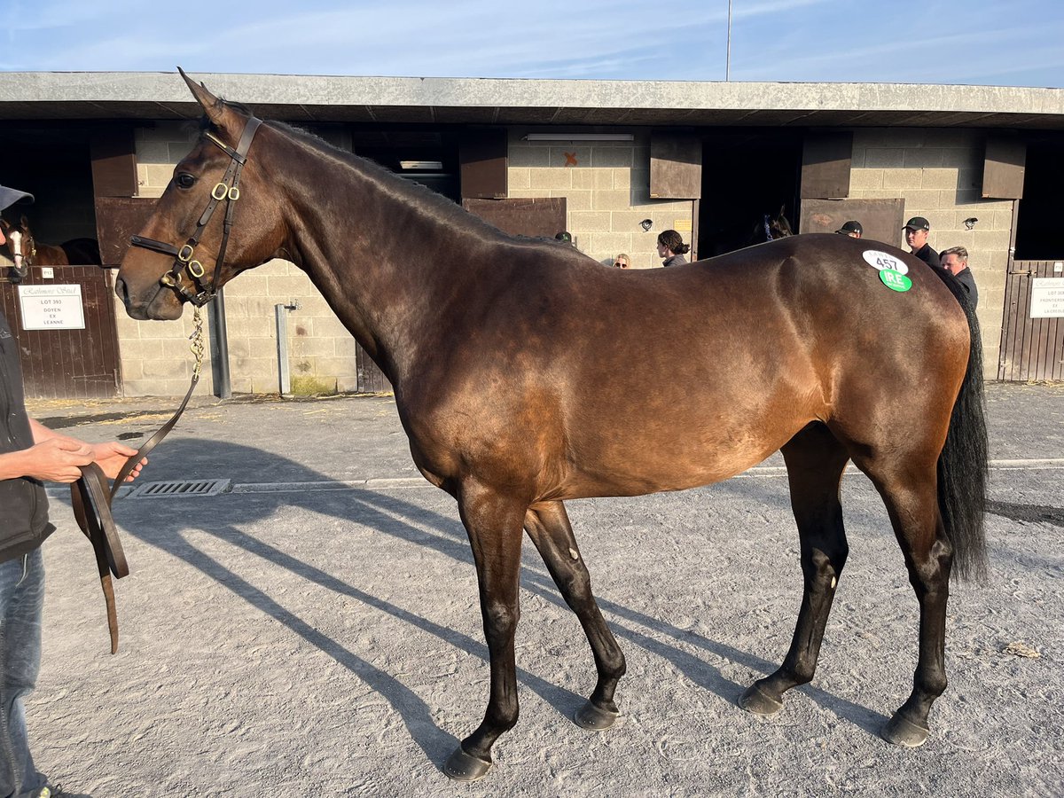 WinningWaysR's tweet image. After a protracted battle with the great David Minton, delighted to have bought this smashing Getaway filly for €65k to go into training with Peter Fahey. From a family of black type mares, I have just one 10% share left so don’t miss out, get in touch and join the winning team.