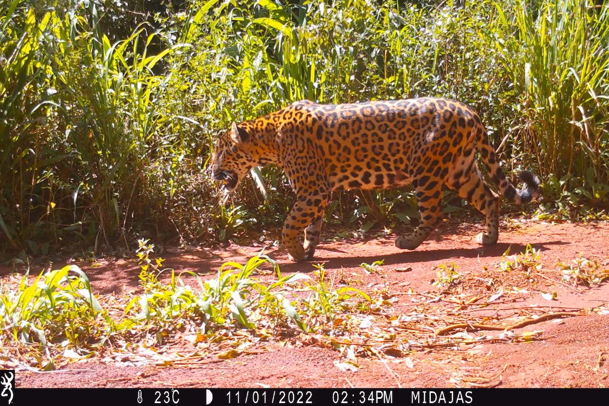 ¿Cuántos yaguaretés hay en el país? 🐆

Según el último monitoreo poblacional de <a href="/Vida_Silvestre/">Fundación Vida Silvestre 🇦🇷</a> <a href="/wwfbrasil/">WWF-Brasil</a> <a href="/proyaguarete/">Proyecto Yaguareté</a> junto con grupos de investigadores, se estima que hay 250 yaguaretés en la Argentina. Hace tiempo está peligro crítico de extinción.

lanacion.com.ar/sociedad/un-in…