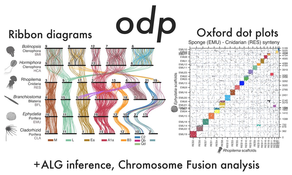 Are you sequencing genomes? Do you want to compare the chromosomes of two or more species?🧬

I recently released the ODP software package to make scalable comparative genomics easier. Example plots below.📊 1/🧵

paper: nature.com/articles/s4158…

github: github.com/conchoecia/odp