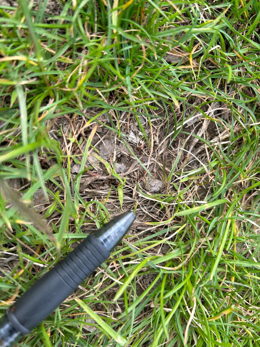 PBI-Gordon Turf Experts tweet media