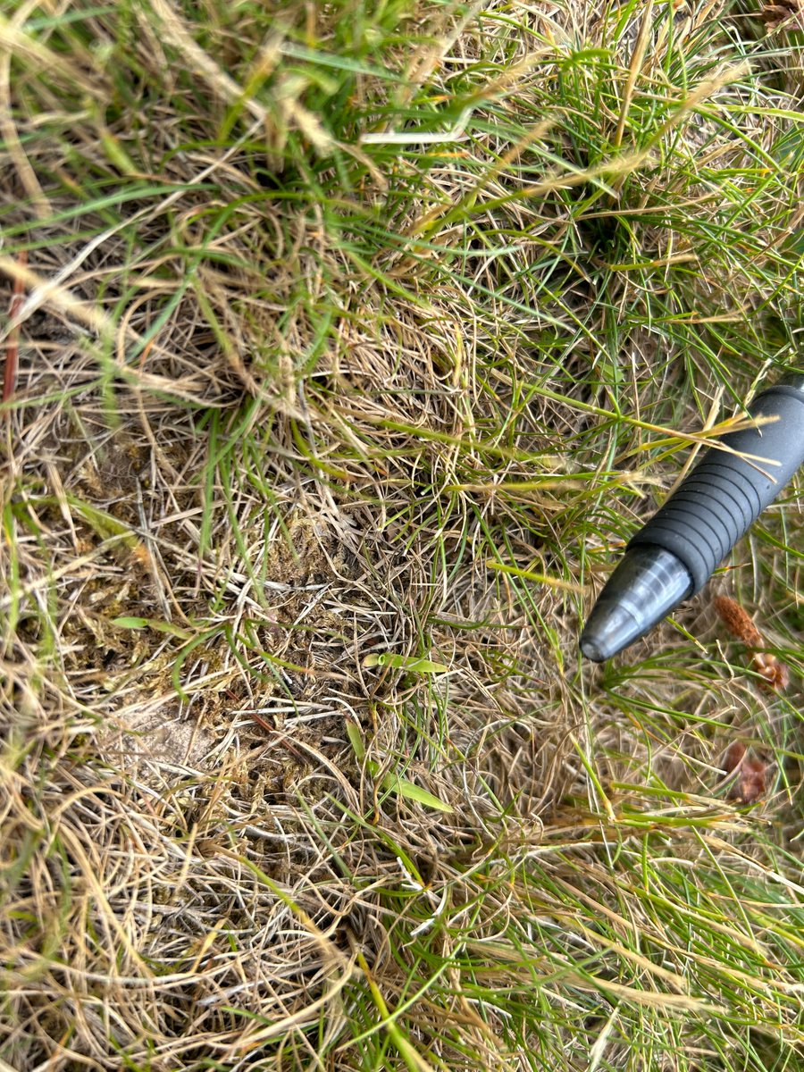 PBI-Gordon Turf Experts tweet media