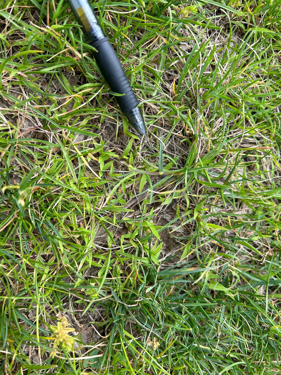 PBI-Gordon Turf Experts tweet media