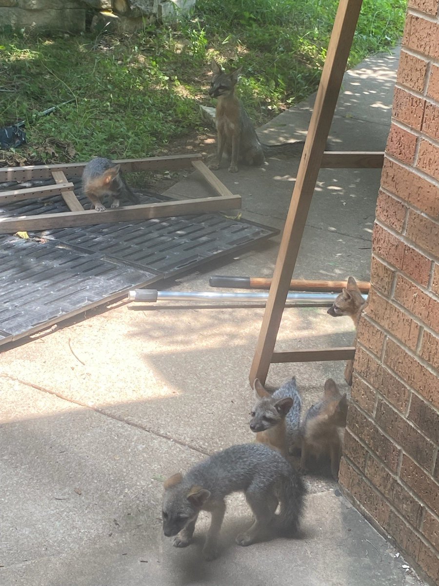 Looks we have new members in the @TravisRebels family. They made it just in time for summer school. @AustinISD