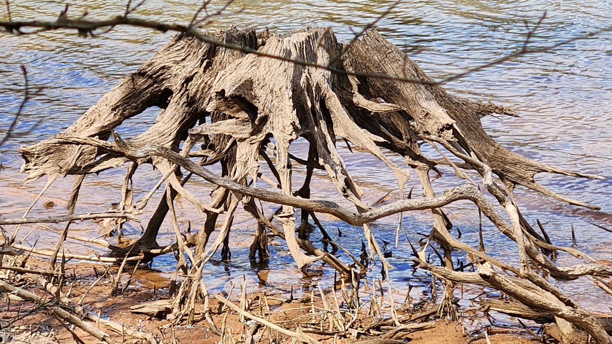 TessaStockton's tweet photo. Somewhere Within (that wasteland cage)
https://t.co/iy11okpFBA
#SpiritoftheLord #theanointed #preachtheGoodNews #liberty #freedom #Lordsfavor #yearoftheLord #beautyforashes #oilofjoy #oaksofrighteousness #captivesfree #newwaters #expansion #JehovahMakkeh https://t.co/aOgS6yNx3u