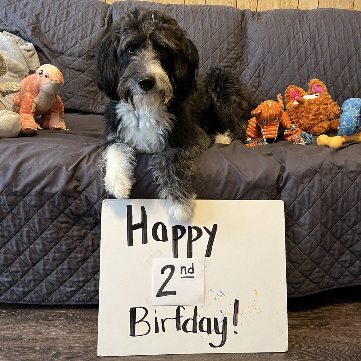 riannonelizabet's tweet photo. Happy 2nd Birthday to Charlie!  Such a sweet, shaggy love muffin! https://t.co/beid5d7jtw