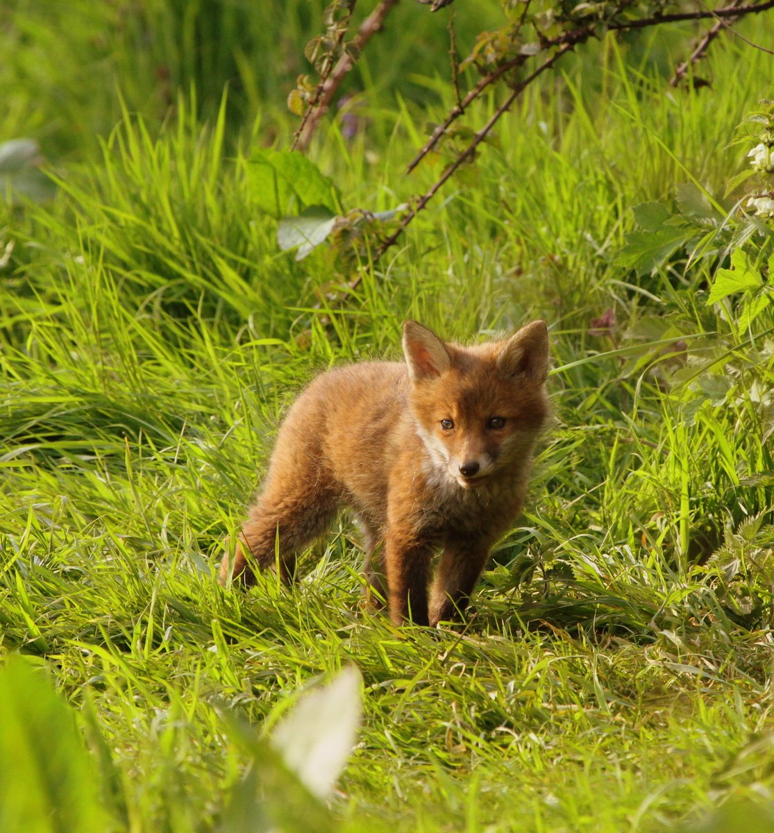 BBC Springwatch on Twitter:
