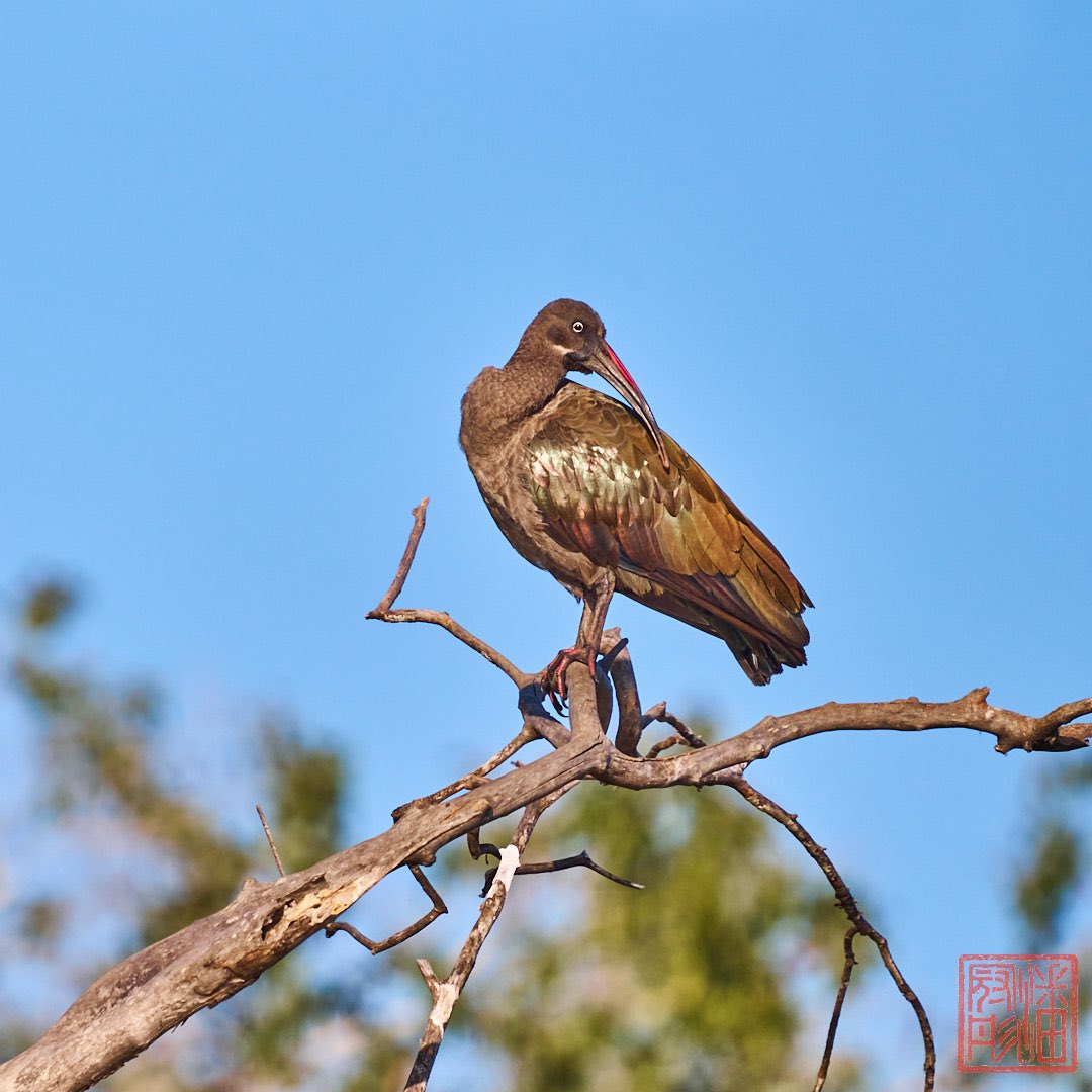 kpanphotography's tweet photo. Hadada Ibis at Zambezi River.
#VolumteerEncounter #VictoriaFalls #wildlife #WildlifePhotography #OutdoorPhotography #NaturalPhotography #outdoor #nature #Zimbabwe #adventure #AfricanWildlife #wilderness #WildlifeConservation #bird #hadadaibis #birdphotography https://t.co/IYu0ANJ3KE