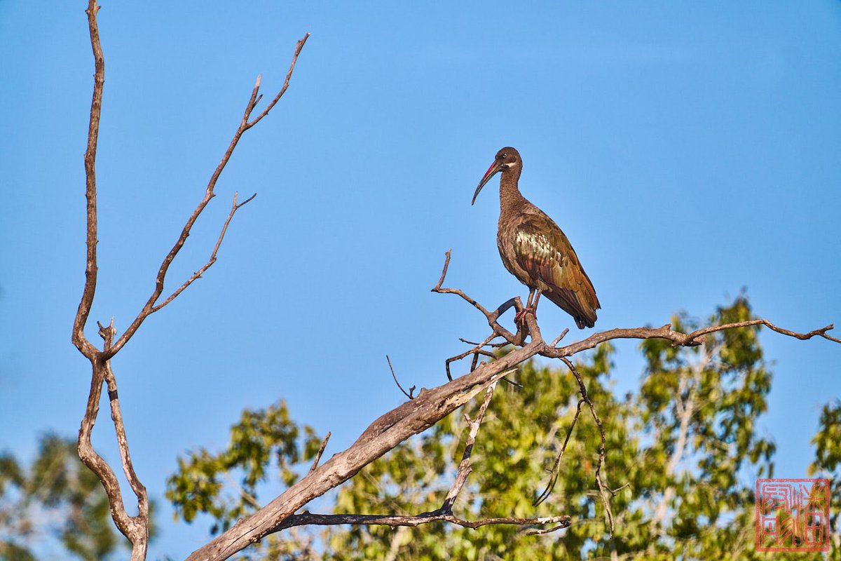 kpanphotography's tweet photo. Hadada Ibis at Zambezi River.
#VolumteerEncounter #VictoriaFalls #wildlife #WildlifePhotography #OutdoorPhotography #NaturalPhotography #outdoor #nature #Zimbabwe #adventure #AfricanWildlife #wilderness #WildlifeConservation #bird #hadadaibis #birdphotography https://t.co/IYu0ANJ3KE