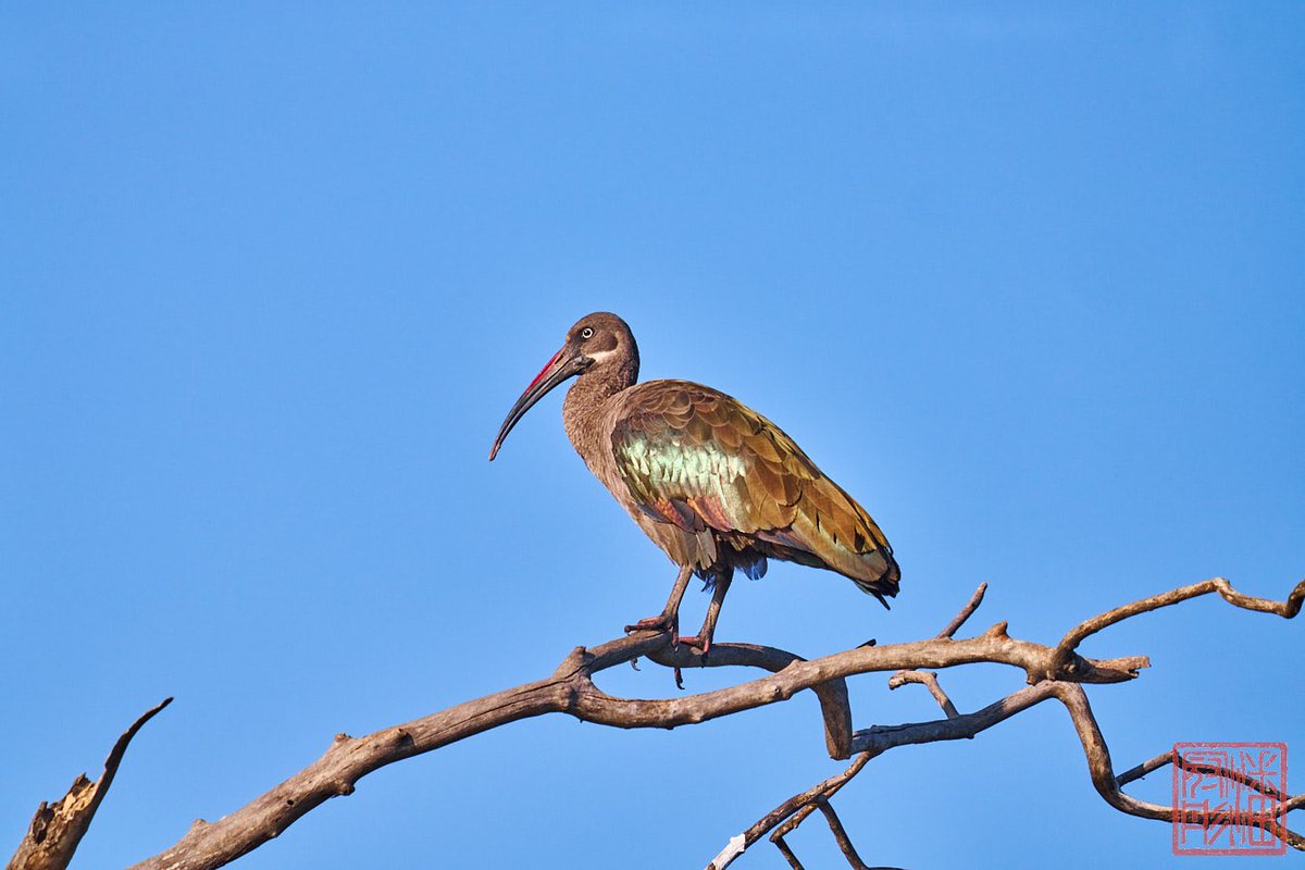 kpanphotography's tweet photo. Hadada Ibis at Zambezi River.
#VolumteerEncounter #VictoriaFalls #wildlife #WildlifePhotography #OutdoorPhotography #NaturalPhotography #outdoor #nature #Zimbabwe #adventure #AfricanWildlife #wilderness #WildlifeConservation #bird #hadadaibis #birdphotography https://t.co/IYu0ANJ3KE