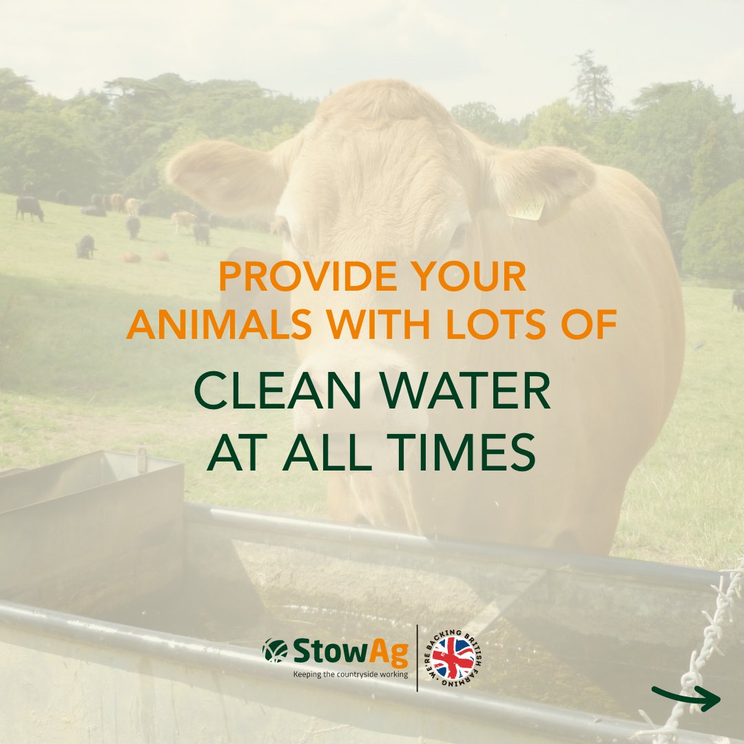 Stow_Ag's tweet photo. We're loving these blue skies 🤩

With the weather starting to warm up, we thought we'd share some top tips for keeping your livestock cool during extreme weather conditions ⬇️

How do you make sure your animals are safe and comfortable during hot weather spells? ☀️ https://t.co/eNwOb8gS3Q