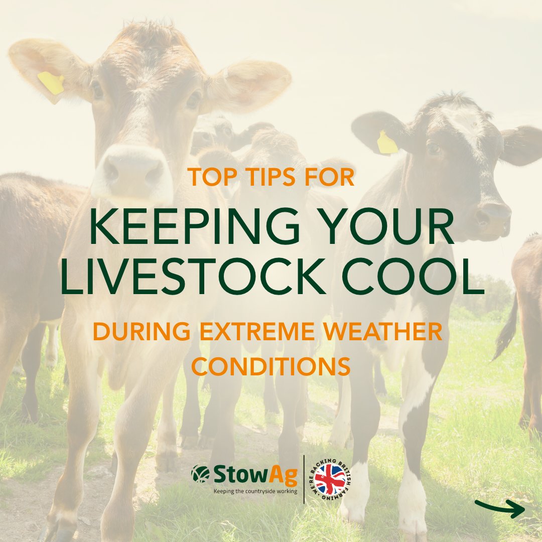 Stow_Ag's tweet photo. We're loving these blue skies 🤩

With the weather starting to warm up, we thought we'd share some top tips for keeping your livestock cool during extreme weather conditions ⬇️

How do you make sure your animals are safe and comfortable during hot weather spells? ☀️ https://t.co/eNwOb8gS3Q