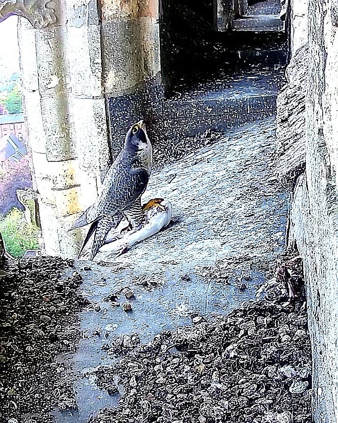 Hoping for a prey id!

Still image from the peregrine cam @lincolncathedral

Should be an easy one for you <a href="/eddrewitt/">Ed Drewitt</a>? 🤔😅