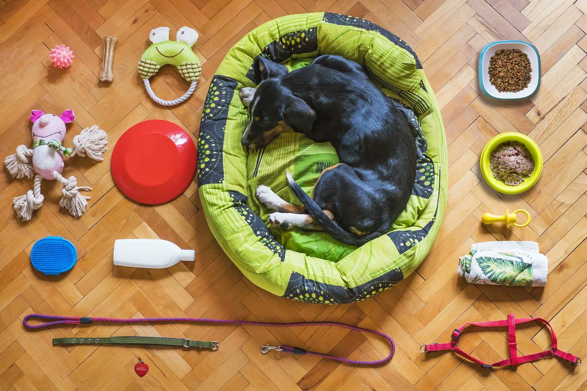 Looking for new pet essentials? Check out our website for the latest pet apparel, beds, cleaning supplies, leashes, and more!

#PetLove #FurryFriends #PawsomeCompanions #AdorablePets #PetLife #CutestPets #PetParadise #PawsandClaws #PetAccessories #PetSupplies