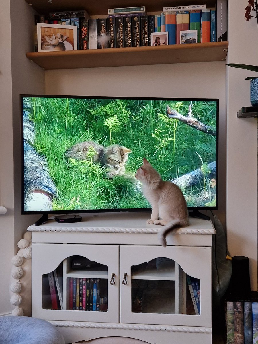 Jess148's tweet photo. My kitten enjoying the Scottish wildcats on @BBCSpringwatch https://t.co/HOqkMMFJWv