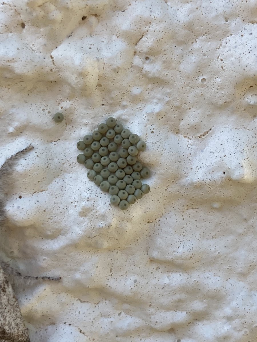 Judith Derbyshire 🔶 tweet media