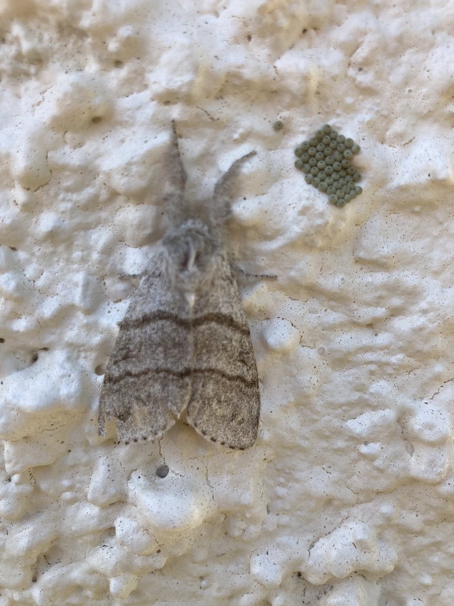 Judith Derbyshire 🔶 tweet media