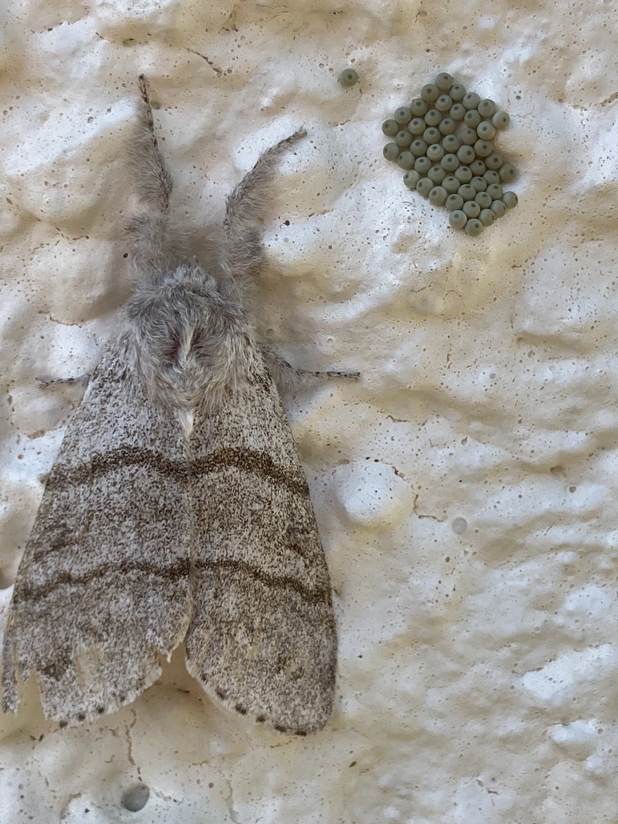 Judith Derbyshire 🔶 tweet media