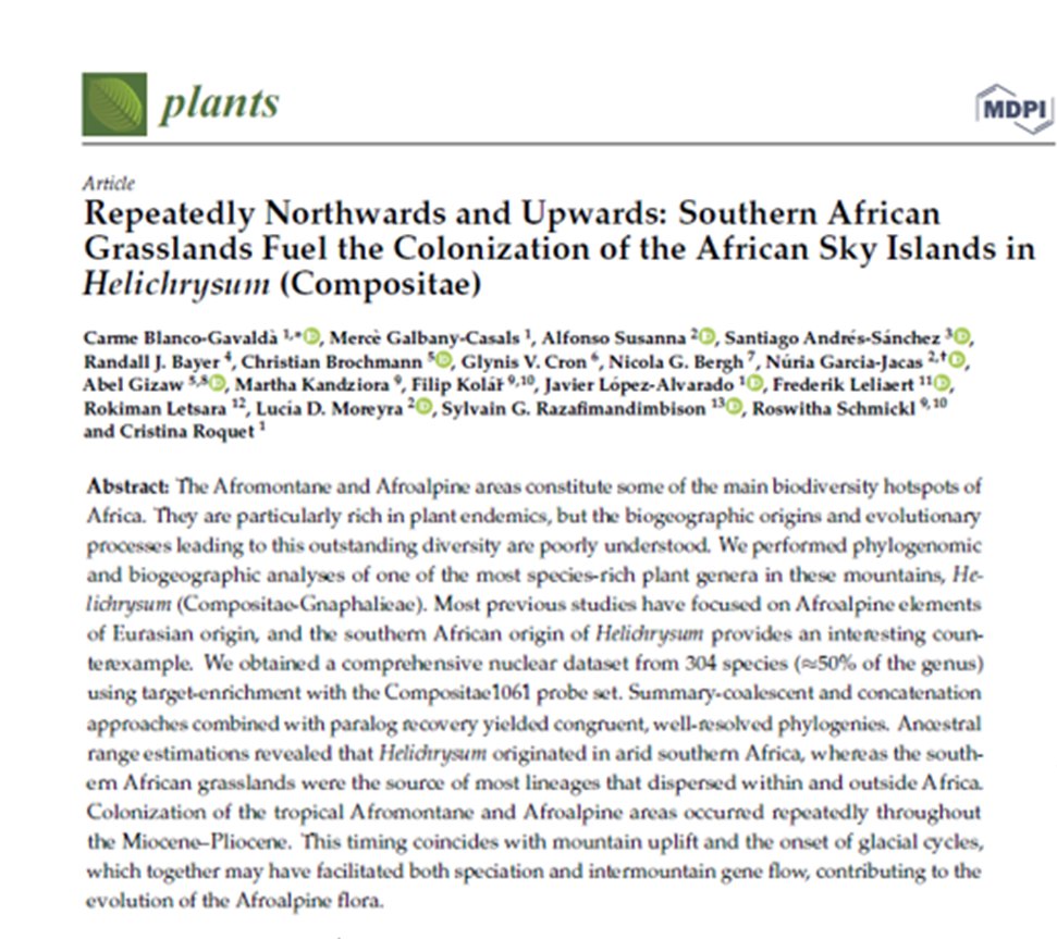 TAsteraceae's tweet photo. Publican estudio referente al proceso de #colonización de #Helichrysum; artículo disponible en: https://t.co/ShrLS1GEV4
#Asteraceae #biogeography #Gnaphalieae #longdistancedispersal #phylogeny https://t.co/tRQ9zSdGht