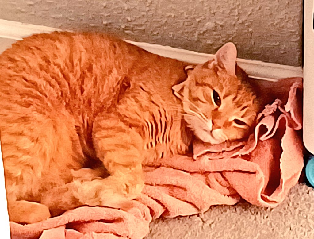jeweli74_jen's tweet photo. Sweet Cheeto is moving again. I'm so sad but I think she'll visit and I get lots of videos of her.
#cheetothecat #CatsOfTwitter #catgirl #catlover #catlife https://t.co/2BRdZdx6bk