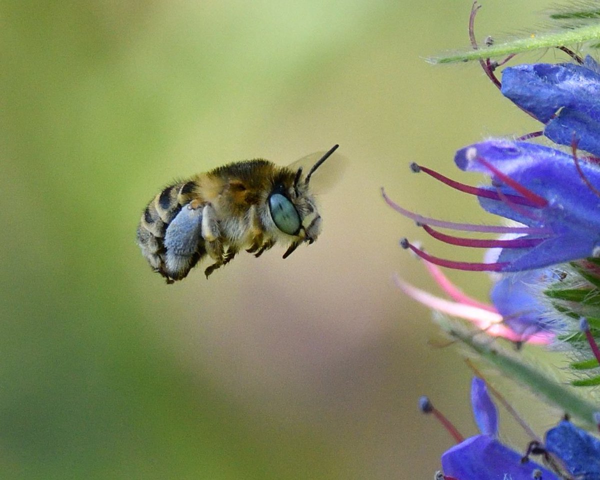 The Vipers Bugloss, Echium vulgare is flowering and like magic the gorgeous little #GreenEyedFlowerBee Anthophora bimaculata is back in the garden 😀 #Shutterton #Dawlish #Devon