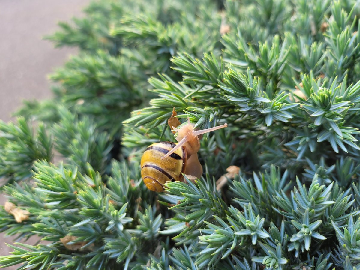 tee__low 🐀 tweet media