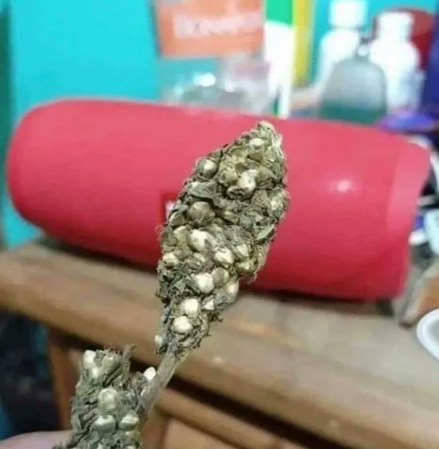 Wyd if your plug sells you this