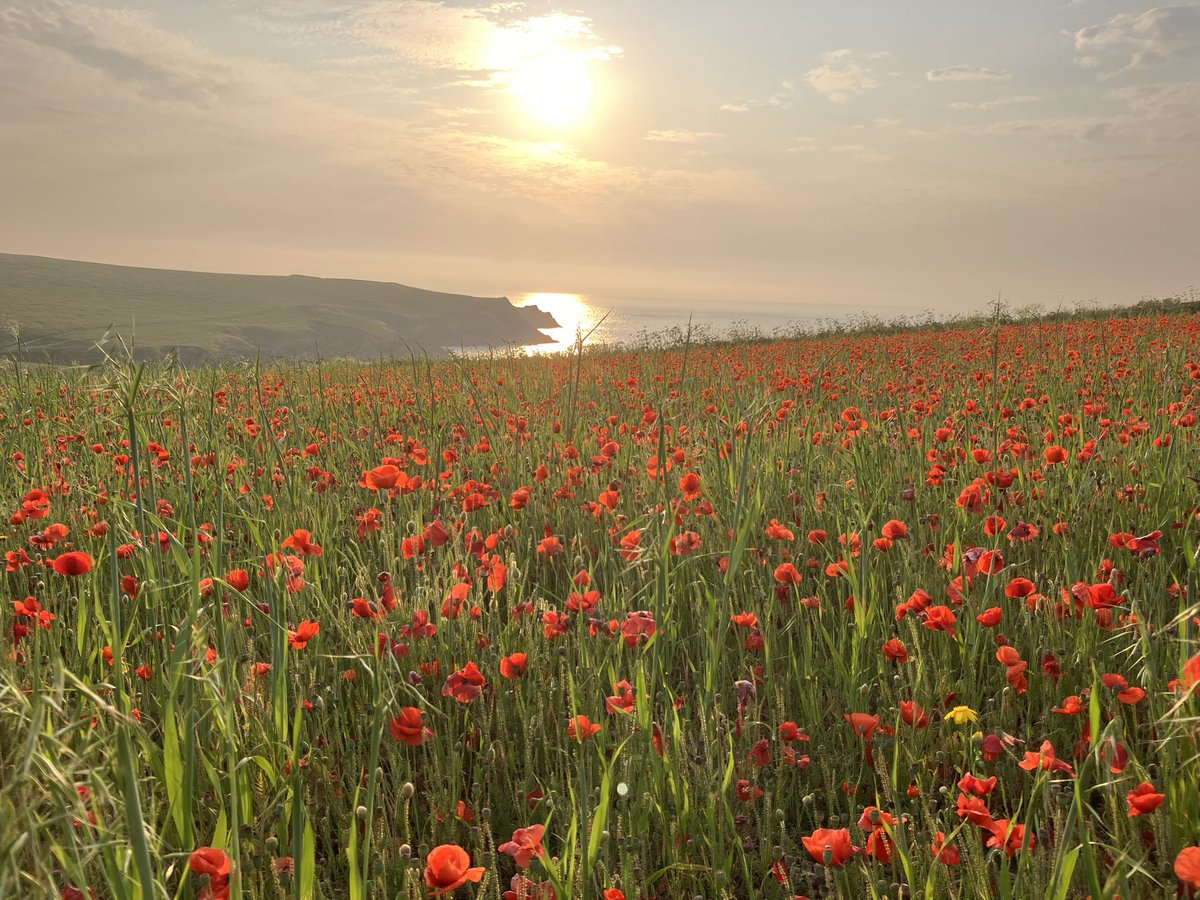 curlygurdy's tweet photo. #poppies #Cornwall sunset stroll stunning https://t.co/AHKhfzCNus