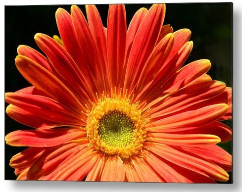 SandiOPhoto's tweet photo. Sandi OReilly @sandioreilly
Here Comes The Sun. New #Artwork For Sale: https://t.co/KDe5ldEPgr
#gerbera #daisy #flower #sunlike #macro #sun #wallart #homedecor #vibrant #gifts #AYearForArt #BuyIntoArt See more #art #prints & #products here: https://t.co/LpGe6qQaCR https://t.co/YAZeyx952E