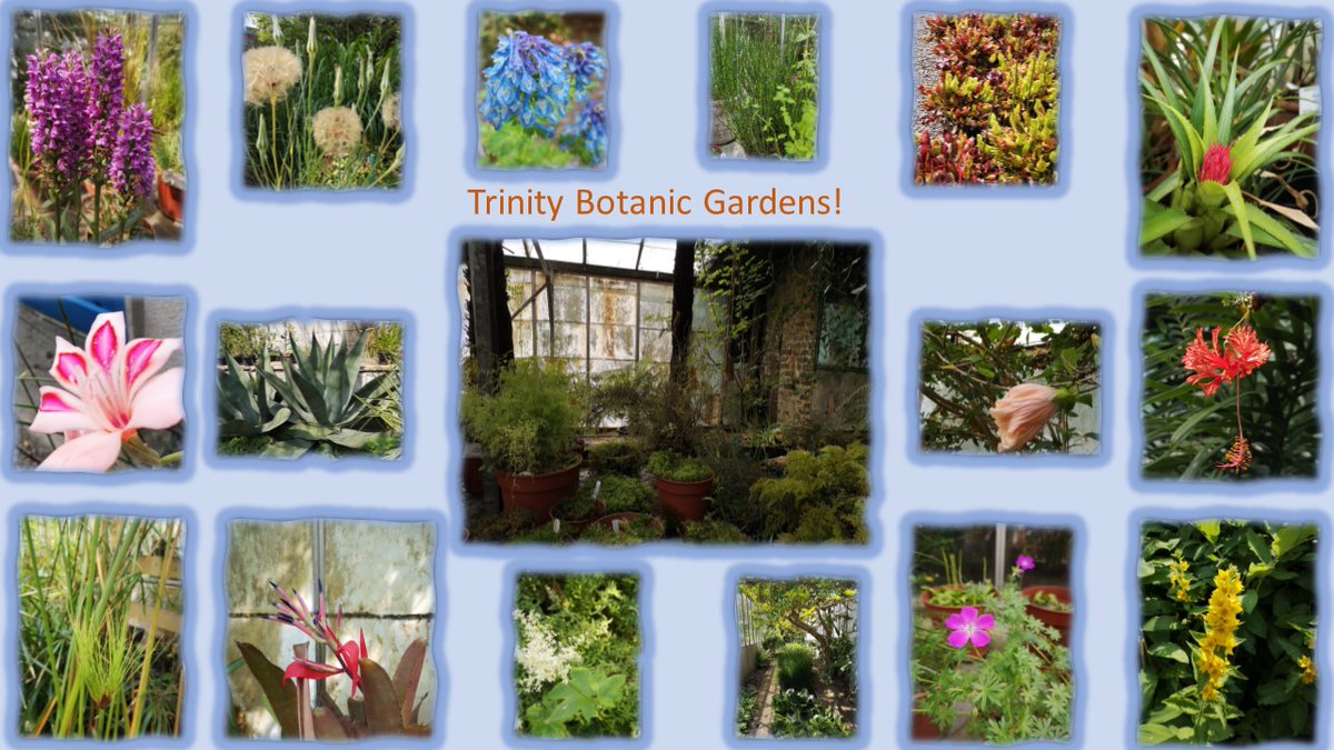 powerl91's tweet photo. Fancy a bit of #Calm at lunchtime?  Hop #OnYerBike (15 mins cycle) to @TCBotanicGarden, next Thursday to the Open Day, an oasis of tranquility😍🌈🌸🌿🌻 https://t.co/Mqsv5Fz2XU