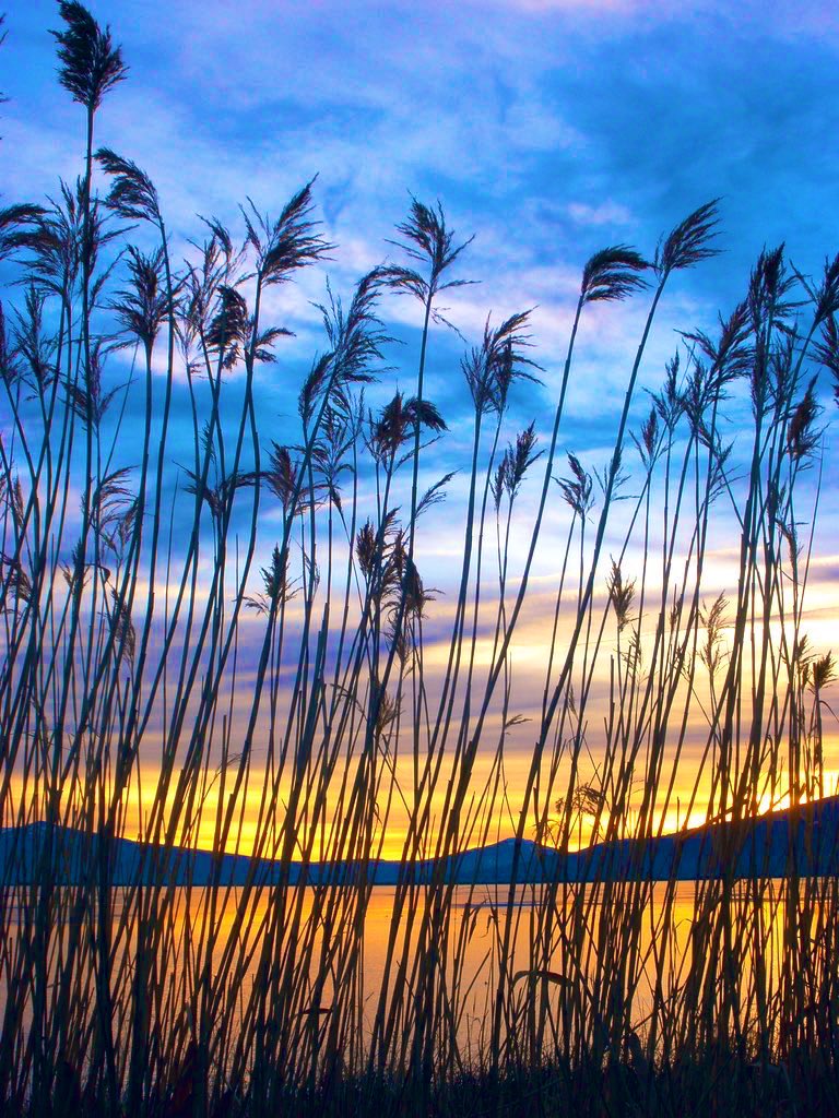 Thundercatt99's tweet image. #haikufeels #transfixed

suns scintillation 
what looked like people were
just plumes of quack grass

#prompt #WritingCommunity #haiku
#poetry #photography