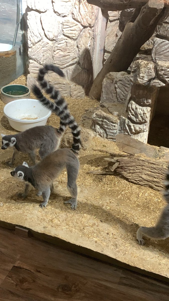 A4rynp's tweet photo. Madagascar movie😍 Cute 🥰 https://t.co/NcZIynhxxz