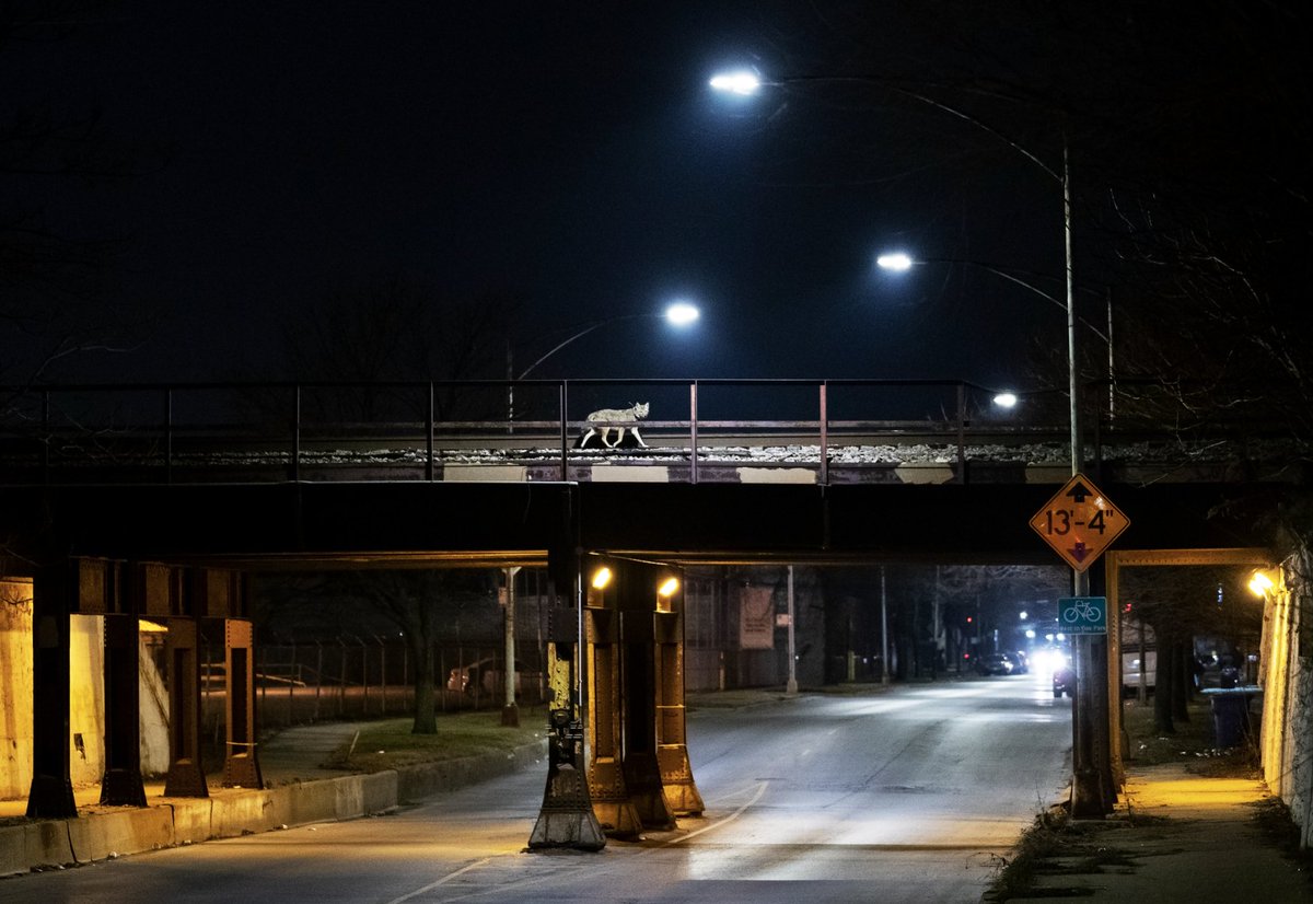 bioGraphic tweet media