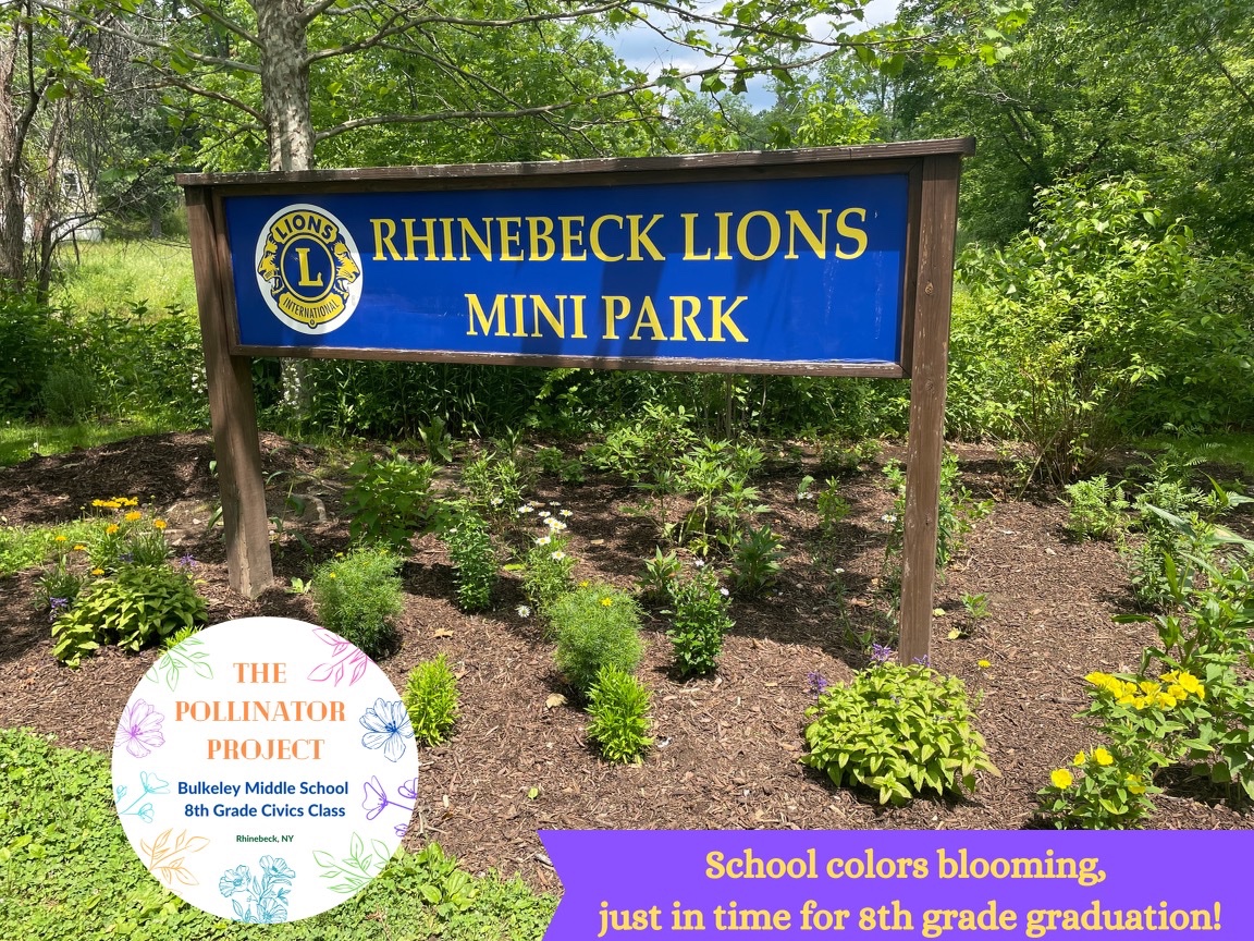 The 8th graders of The Pollinator Project planted a pollinator garden at the Mini Park in our Rhinebeck school colors, and today they are blooming just in time for their graduation tonight!