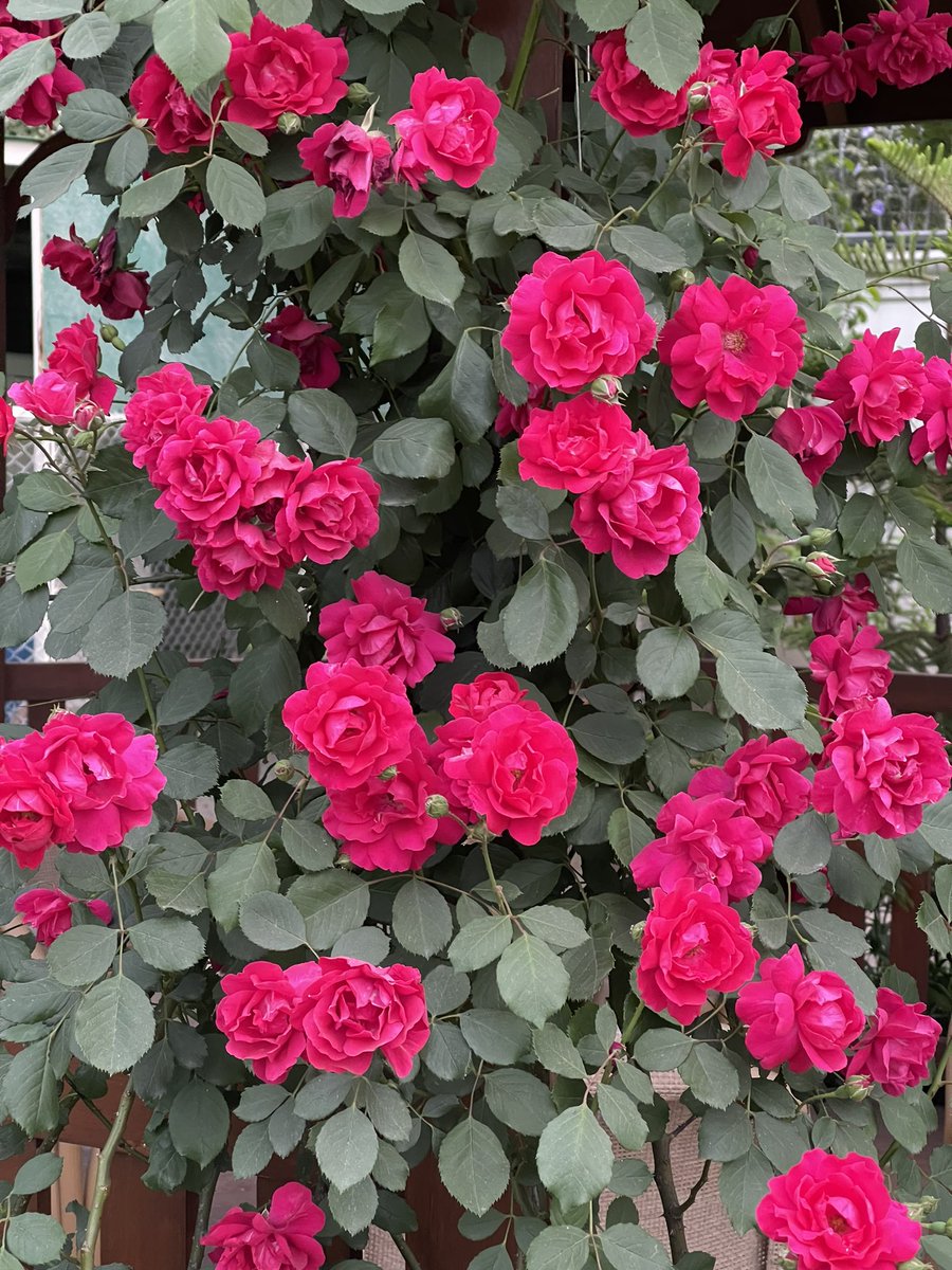 Climbing pink Roses all around the gazebo. #garden #gardening #GardeningTwitter #GardenersWorld #flower #floral #rose #roses #nature #NaturePhotography #naturelover #flowerphotography #rosephotograph #HomeGarden #gazebo