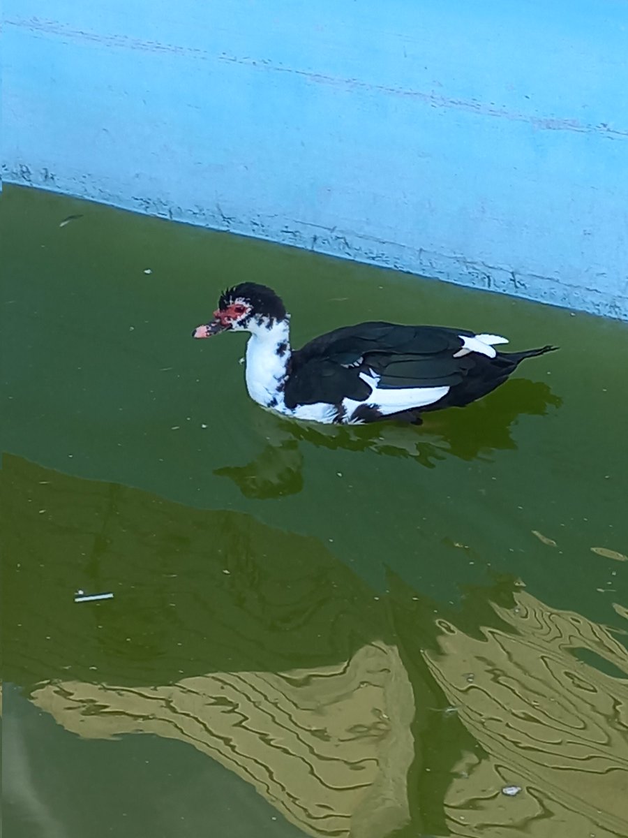 Un día normal en mi casa: llego de estudiar y mis papas me informan que rescataron una pata de que se la coma el perro que esta afuera de casa (alias: boludon), cuestión que ahora no tenemos carpas en la pileta pero si una pata...