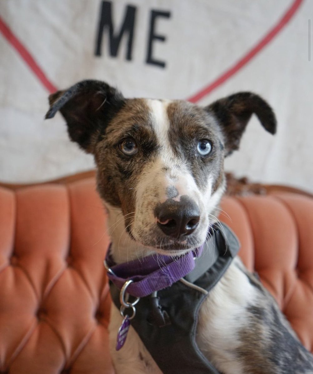 RedemptionPaws tweet media