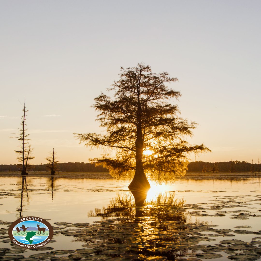 AGFC and its partners are proud to announce the approval of a large-scale project on Lake Conway to improve fish habitats, enhance boating lanes, modernize and repair the aging water control structure, and upgrade public access points. For more info, visit AGFC.com/LakeConway