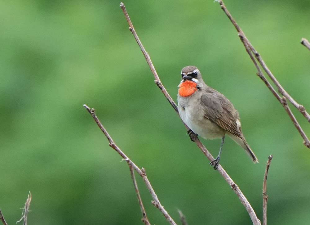こちらが実物です！家族撮影📷 https://t.co/Khy3bqbcS2