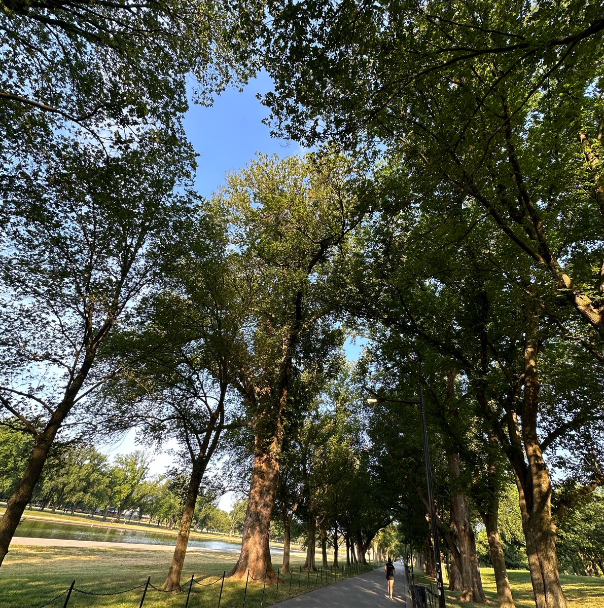 Favorite part of my Washington DC run is the tree lined path flanking the reflecting pool. According to the National Park Service, the majority are elms and are part of why Washington DC became known as the 'City of Trees” in the late 19th century. #ethnobotany #natgeoexplorer