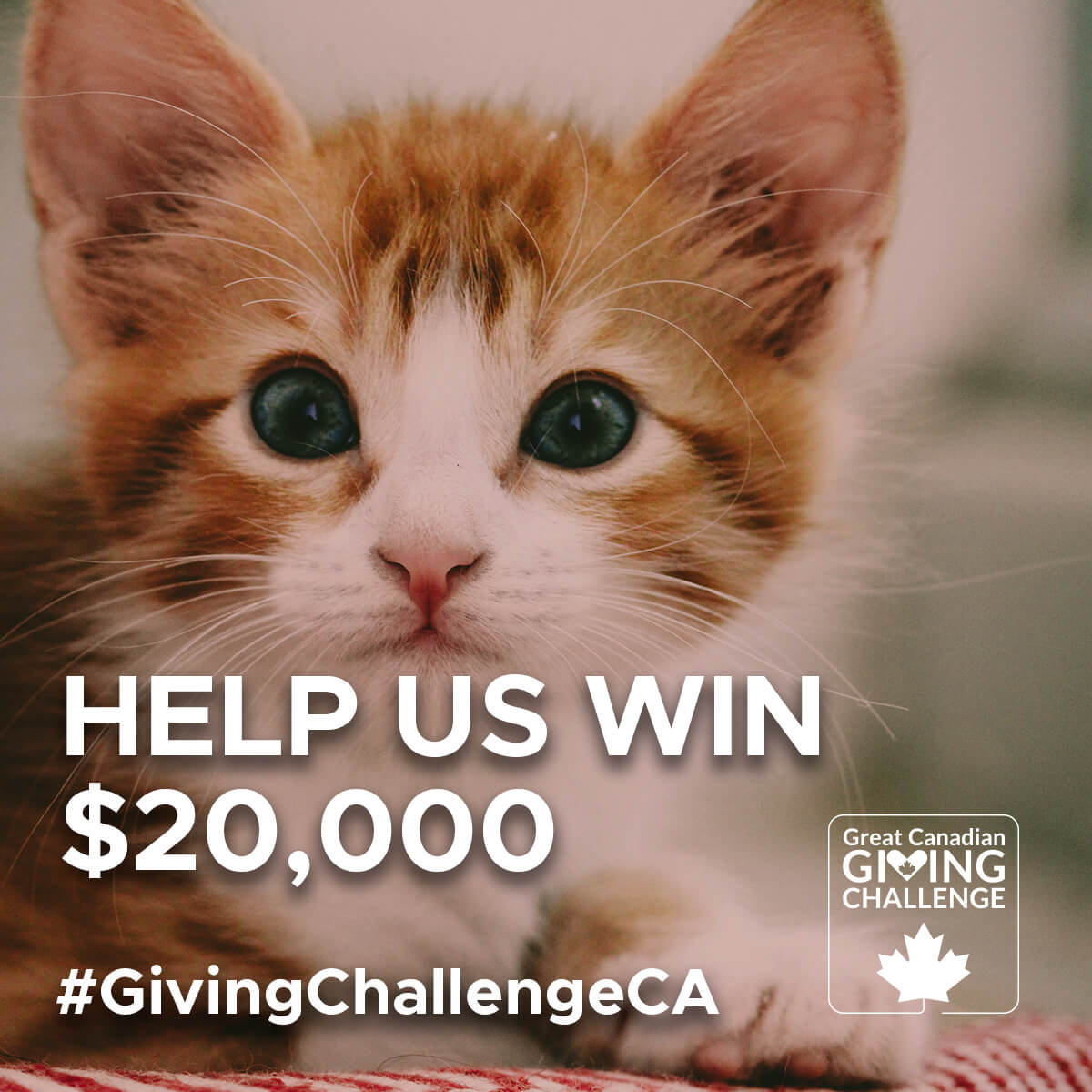 Every $1 you give enters us to win $20,000 from CanadaHelps.

With your support, we’ll be able to continue to help homeless cats in the Greater Toronto Area.

canadahelps.org/en/charities/a…

#GivingChallengeCA #CatsOfTwitter