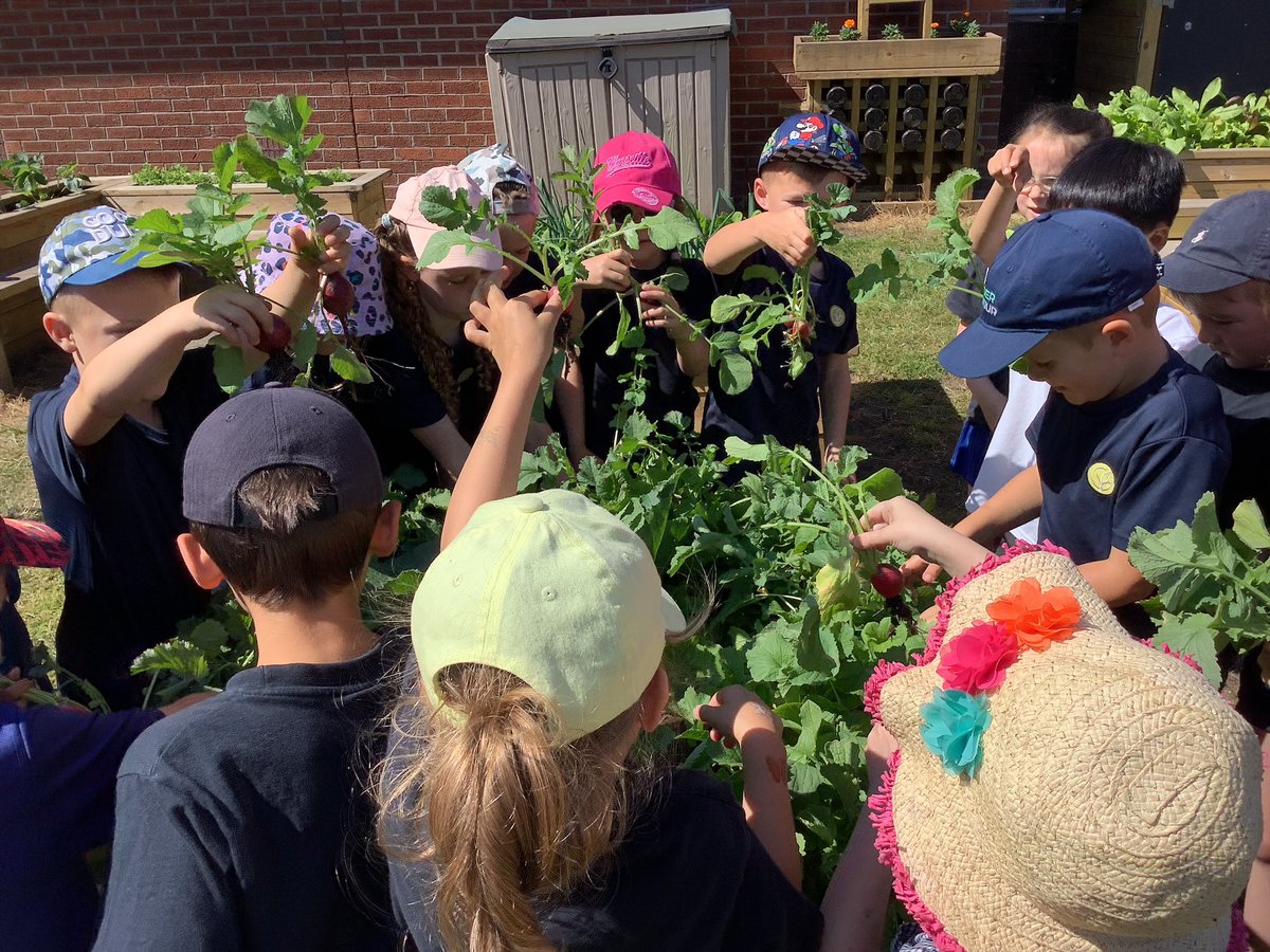 GorseyBank's tweet photo. Utterly joyous to see loads of yummy produce being harvested from our school garden this week and served in the lunchtime salad bars! Thank you to @GorseyBankPTA for funding the garden and a massive thanks to all the staff and children who have brought it to life! #gorseypshe https://t.co/v2wyd0bUoA