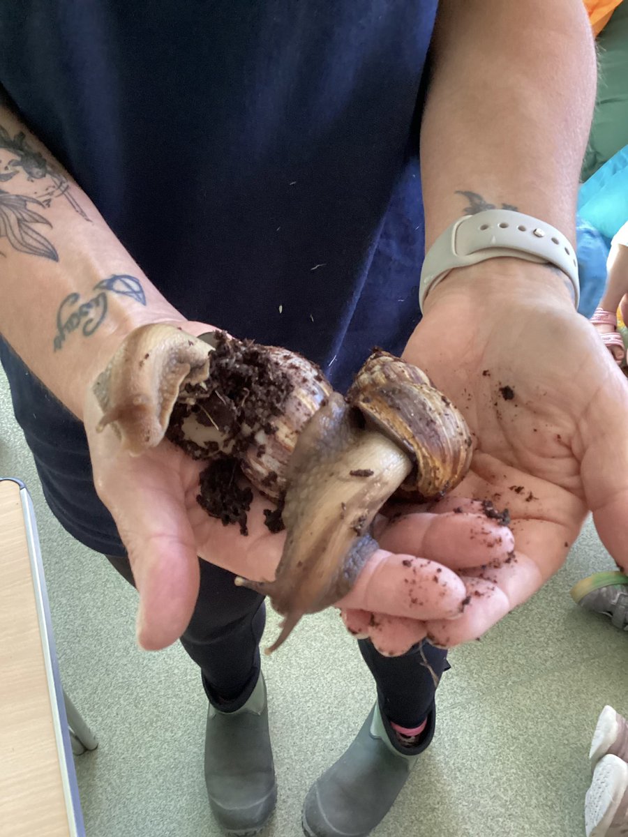 Following our children’s interest in mini beasts; today Tina Greaves (instructor of small animals) and Danielle Fox (head of department of animal management) from <a href="/cravencollege/">Craven College</a> visited nursery school...along with some super bugs! #eyfs #understandingtheworld #culturalcapital