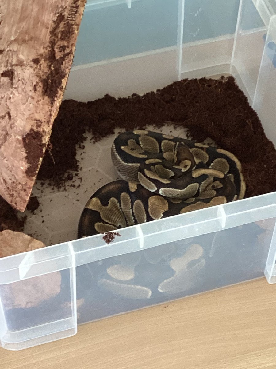 BroughamStreet's tweet photo. Following our children’s interest in mini beasts; today Tina Greaves (instructor of small animals) and Danielle Fox (head of department of animal management) from @cravencollege visited nursery school...along with some super bugs! #eyfs #understandingtheworld #culturalcapital https://t.co/U3p12G0FYE