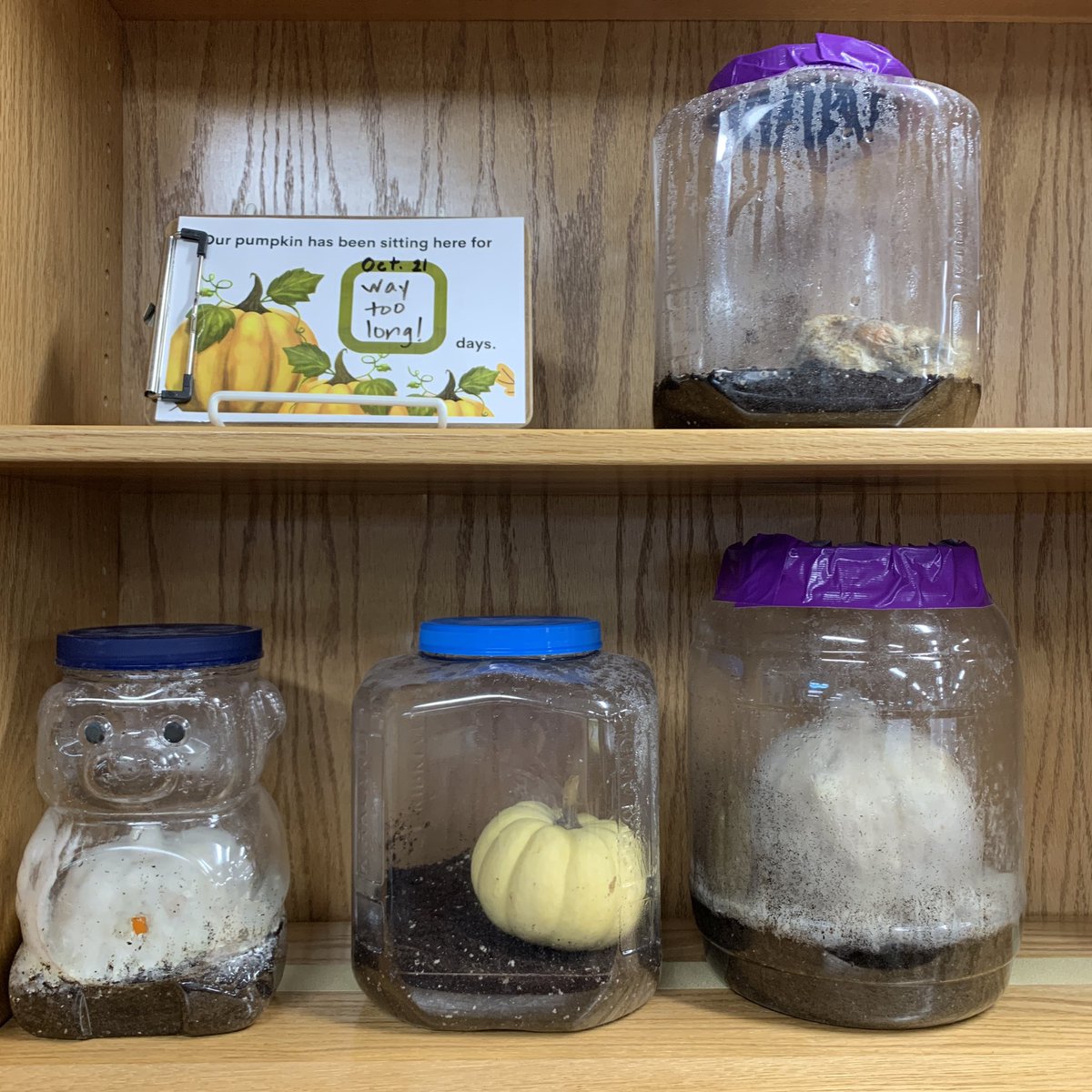 carolynvibbert's tweet image. My pumpkin wins for most boring. But we’ll give it another year and see what happens! #PWCSLibraries.