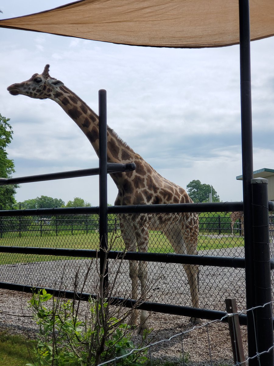 McMarvelous3s's tweet photo. We had so much fun today on our Safari Niagara Trip! Thanks to the families and staff that helped out today. We appreciate your support ❤ @DiamondTrailPS https://t.co/KHzCmiRmv6